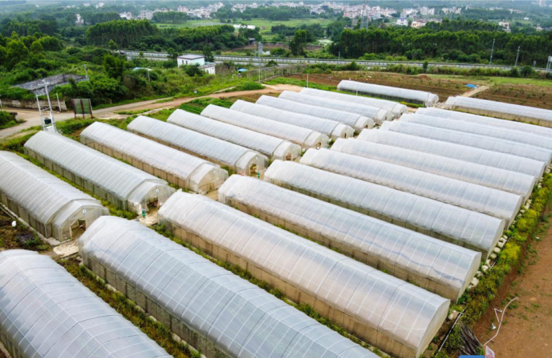 决战决胜脱贫攻坚∣万江对口帮扶菜仔园村：用心用情真帮扶，助村民走上致富路