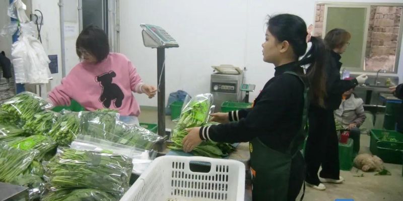 决战决胜脱贫攻坚∣万江对口帮扶菜仔园村：用心用情真帮扶，助村民走上致富路