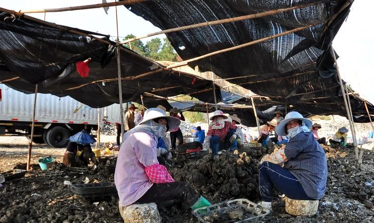 惠东养蚝户获 1000多万元贷款 惠东养蚝户获 1000多万元贷款