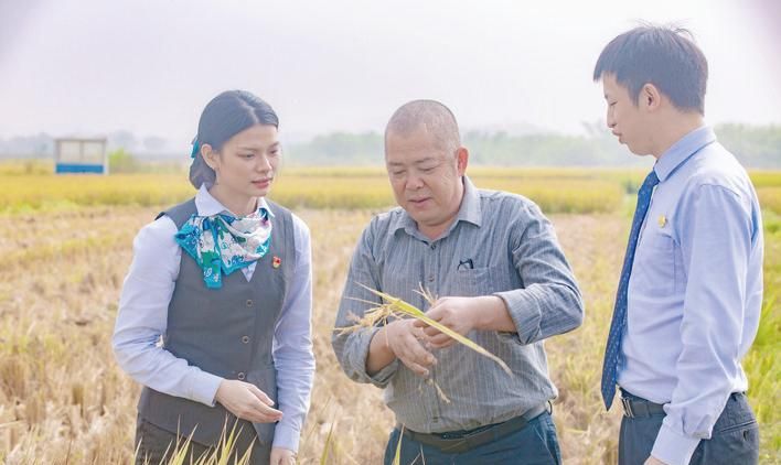 农发行南城县支行累投4414万元贷款助力绘就夏收好“丰”景 农发行南城县支行累投4414万元贷款助力绘就夏收好“丰”景