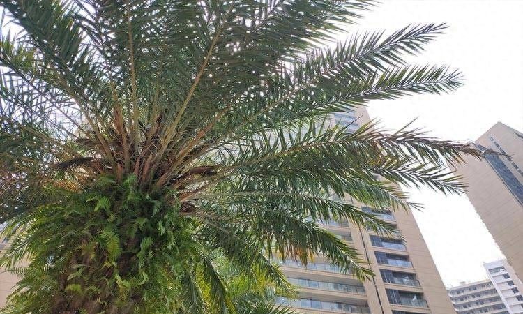 东莞楼市：改善盘最容易买错，内行人推荐这几个潜力地段