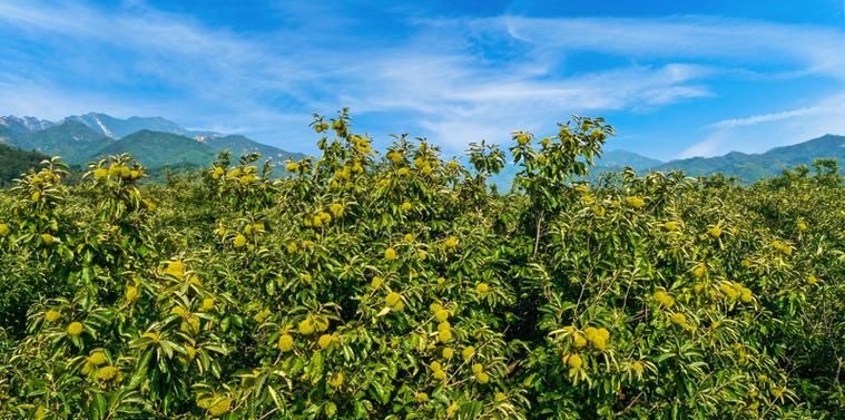 二手房交易中的惠州农商银行绿色贷款助力